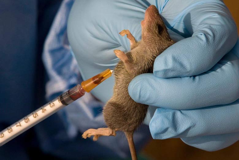 NCDC Records Rising Cases Of Lassa Fever In Ondo, Edo